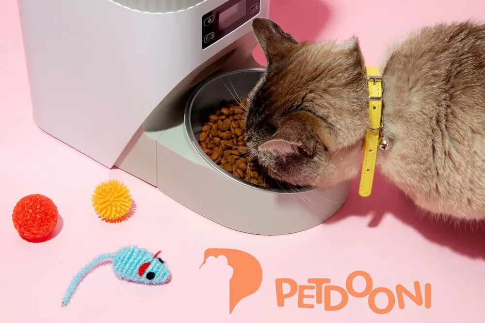 چرا گربه‌ها استفراغ می‌کنند | علت بالا آوردن گربه و علامت‌های نگران‌کننده همراه با استفراغ گربه و درمان آن در پت شاپ آنلاین پتدونی 1404